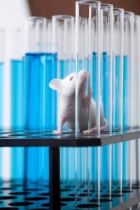 Препараты, направленные на лечение рака, улучшают память у мышей с болезнью Альцгеймера